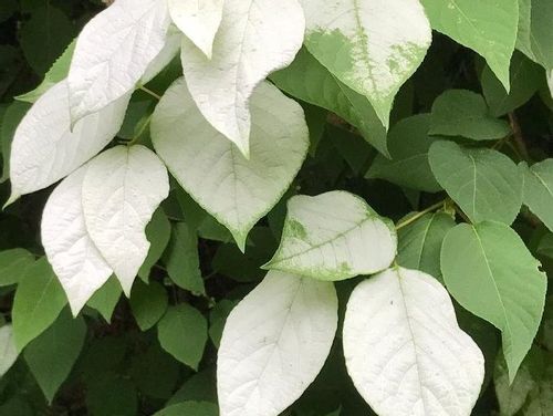 マタタビの育て方 植え付けや挿し木の方法は 花は咲くの Greensnap グリーンスナップ