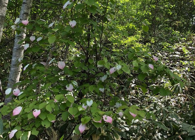 マタタビの育て方 植え付けや挿し木の方法は 花は咲くの Greensnap グリーンスナップ