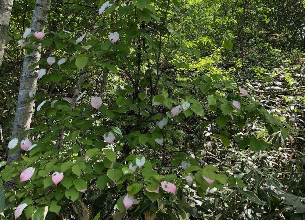 マタタビ　ピンク色の花