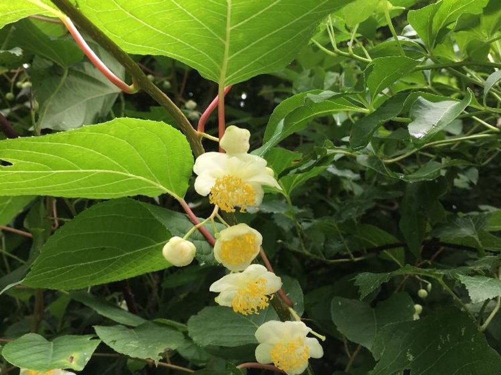 マタタビ　白い花