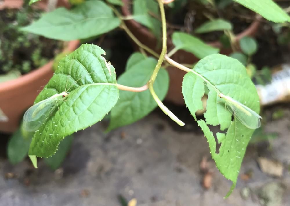 マタタビ　葉　鉢植え
