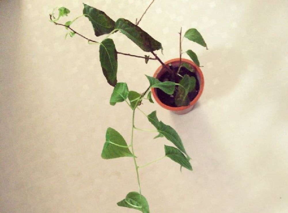 マタタビ　鉢植え