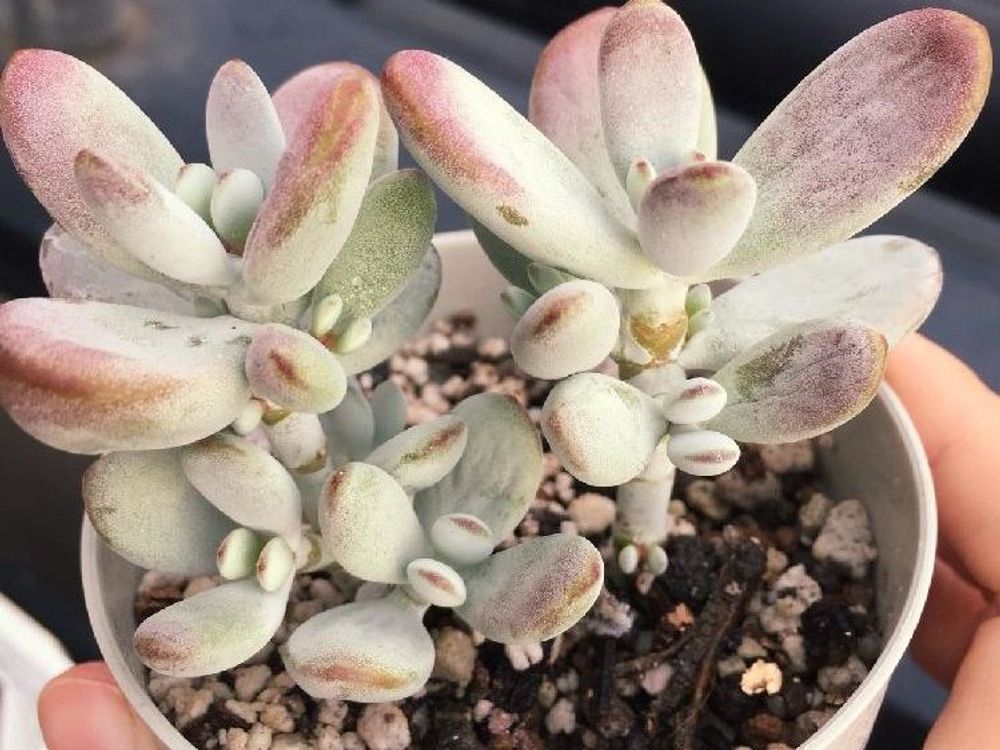 コチレドン　鉢植え　株