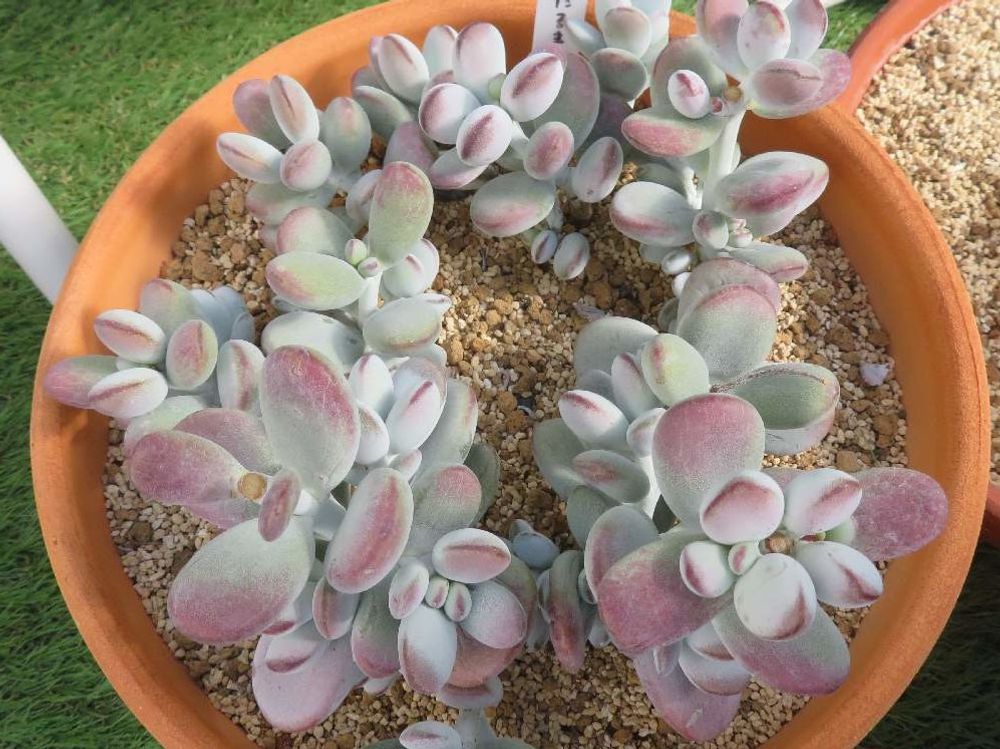 コチレドン　鉢植え　株