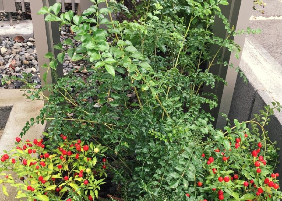 トネリコの育て方 鉢植えや室内でも栽培できる 挿し木はかんたん Greensnap グリーンスナップ