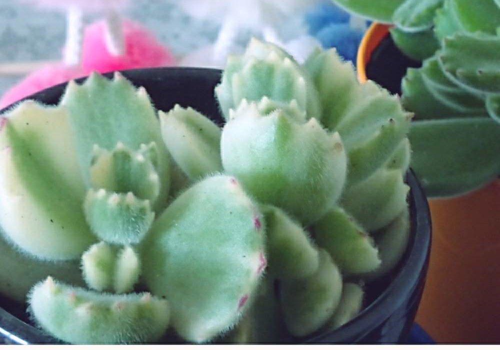 コチレドン　鉢植え　株