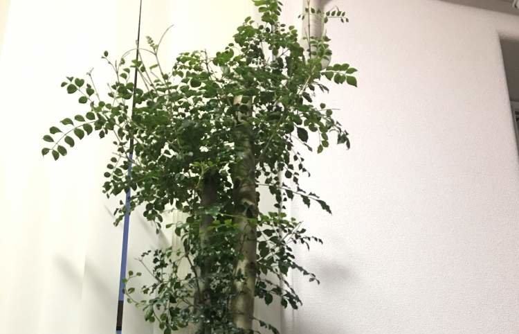 トネリコの育て方 鉢植えや室内でも栽培できる 挿し木はかんたん Greensnap グリーンスナップ