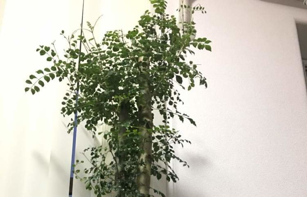 トネリコの木Photo by KOUさん