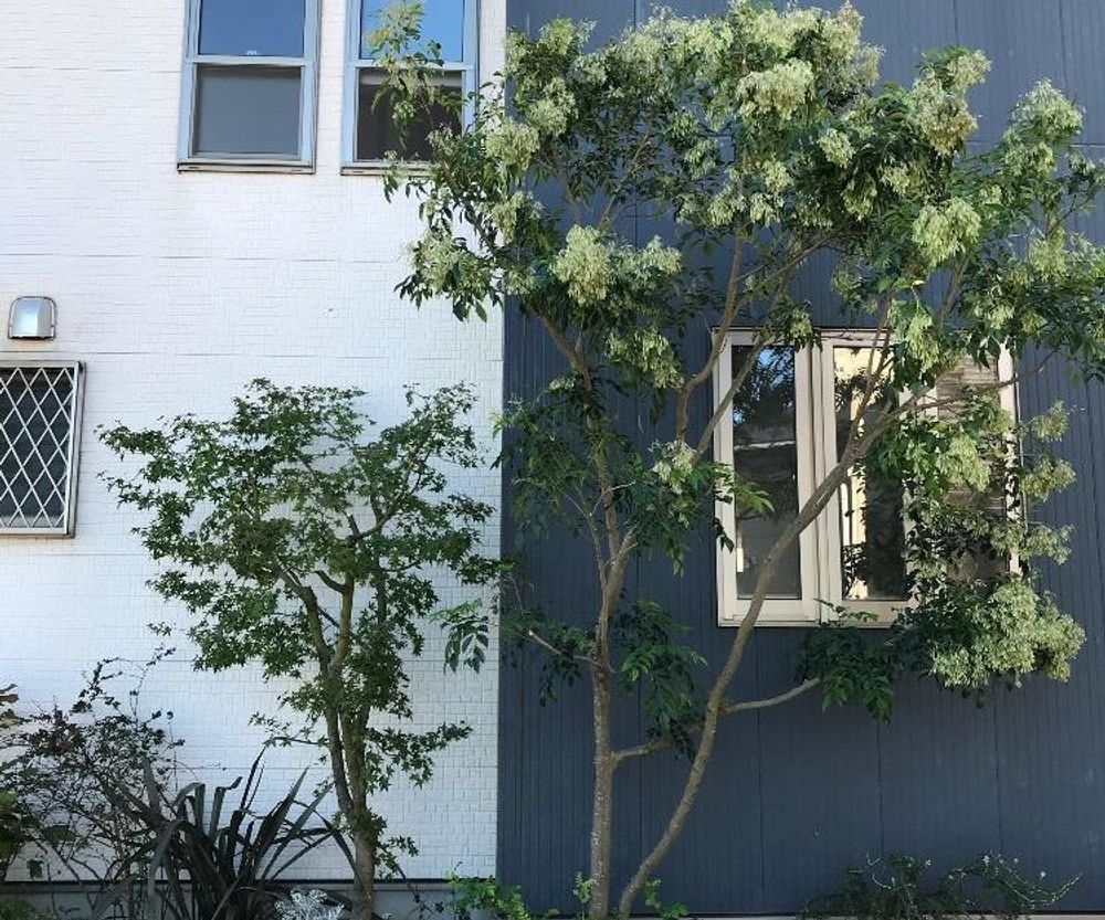 トネリコの木Photo by こはるさん