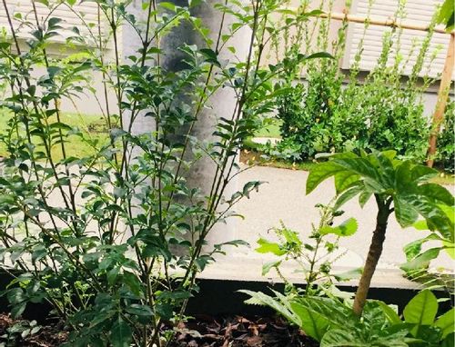 トネリコの木の育て方 剪定の時期や方法は 花を咲かせるコツはなに Greensnap グリーンスナップ