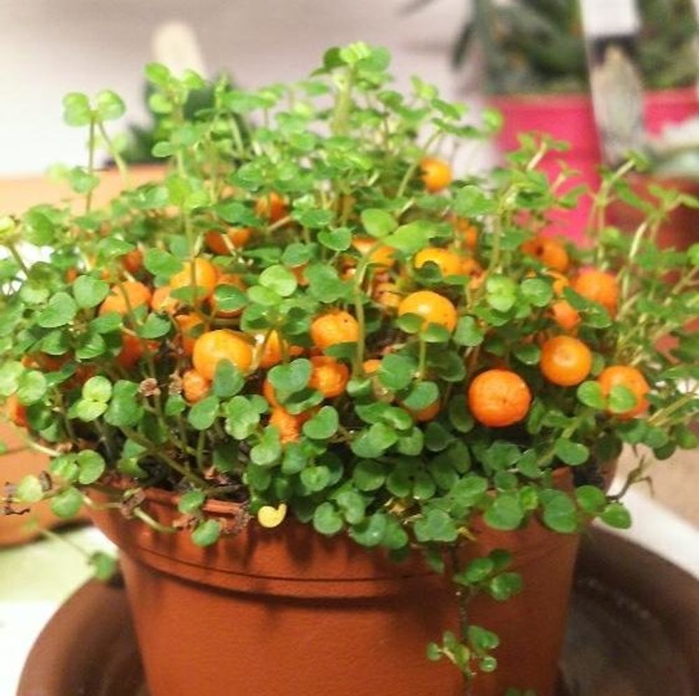 コケサンゴPhoto by みささん