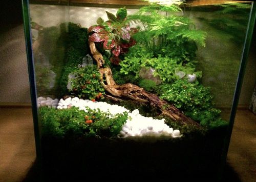 コケサンゴ 苔珊瑚 の育て方 置き場所や水やりの頻度は Greensnap グリーンスナップ