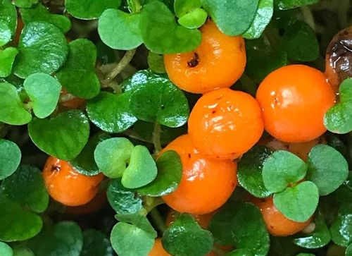 コケサンゴ 苔珊瑚 の育て方 置き場所や水やりの頻度は Greensnap グリーンスナップ