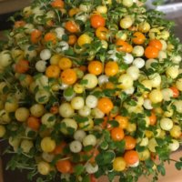 コケサンゴ(苔珊瑚)の育て方｜置き場所や水やりの頻度は？の画像