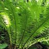 シダの育て方｜植え付けや植え替えの方法は？水やり頻度は？の画像