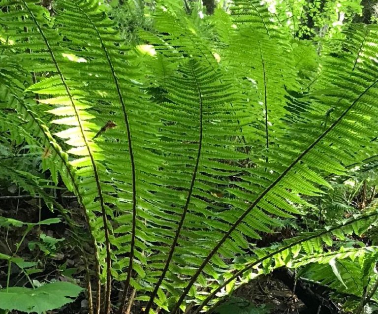 シダ 地 植え 後悔