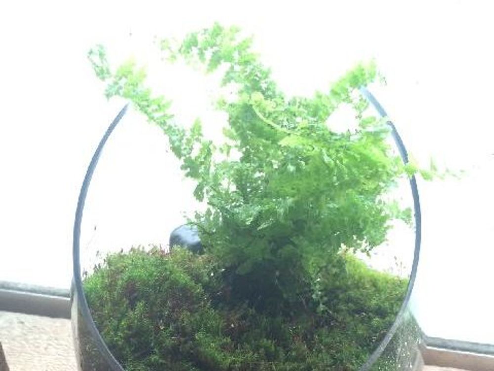 シダ　鉢植え　窓際