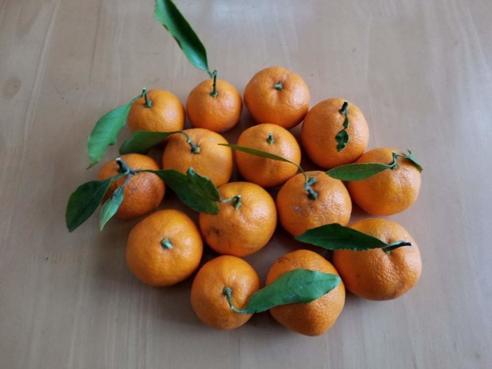 ミカン　収穫したオレンジ色の実