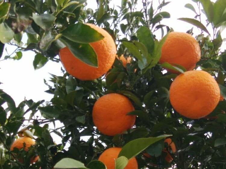 果樹図鑑 庭で栽培できるおすすめの種類30選 ベリー系 柑橘系で育てやすいのは Greensnap グリーンスナップ
