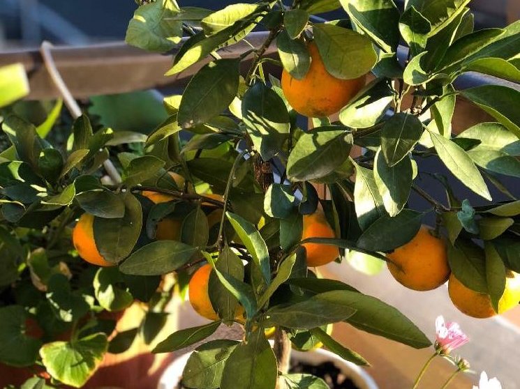 ミカン　鉢植え　オレンジ色の実