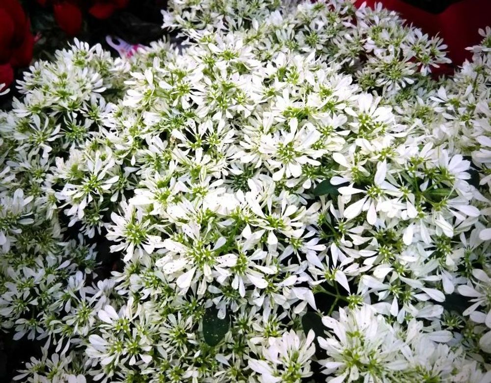 ユーフォルビア白雪姫 Photo by まりさん