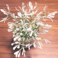 白雪姫の育て方｜置き場所や水やりの加減は？の画像