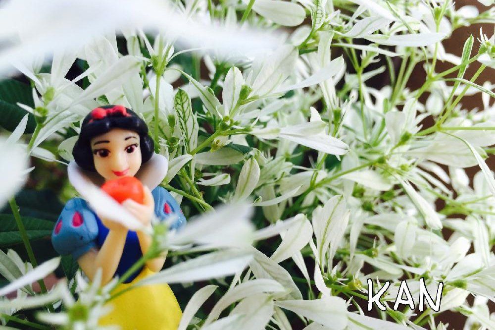 ユーフォルビア白雪姫 Photo by KANさん