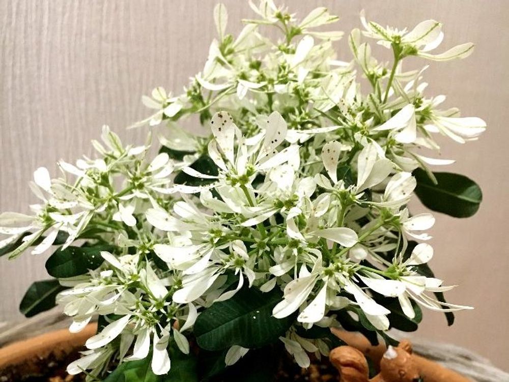 ユーフォルビア・白雪姫