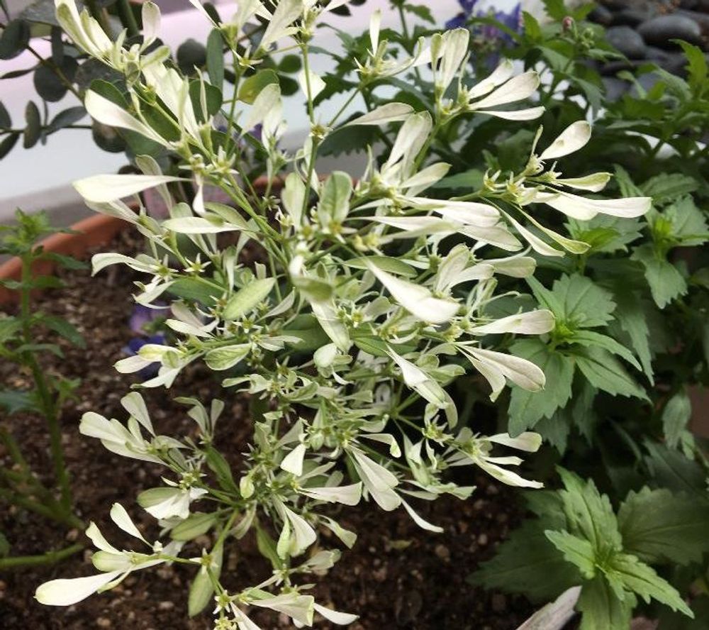 ユーフォルビア白雪姫 Photo by しゃあまさんさん