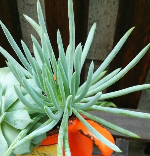 セネキオ 美空鉾の育て方 季節ごとの水やりがうまく育つコツ Greensnap グリーンスナップ