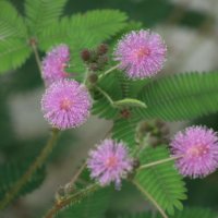 オジギソウの育て方｜種まきや水やりの方法は？室内でも育つ？の画像