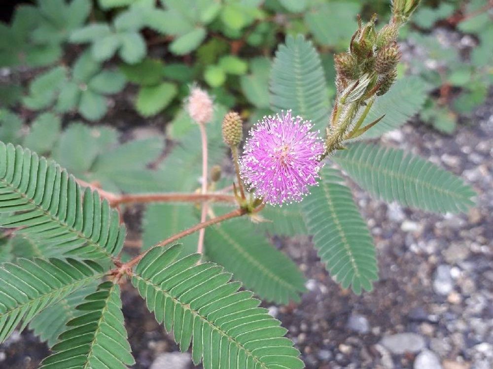 オジギソウ　ピンク色の花