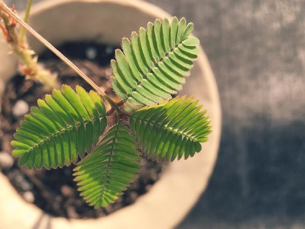 オジギソウ　鉢植え　葉