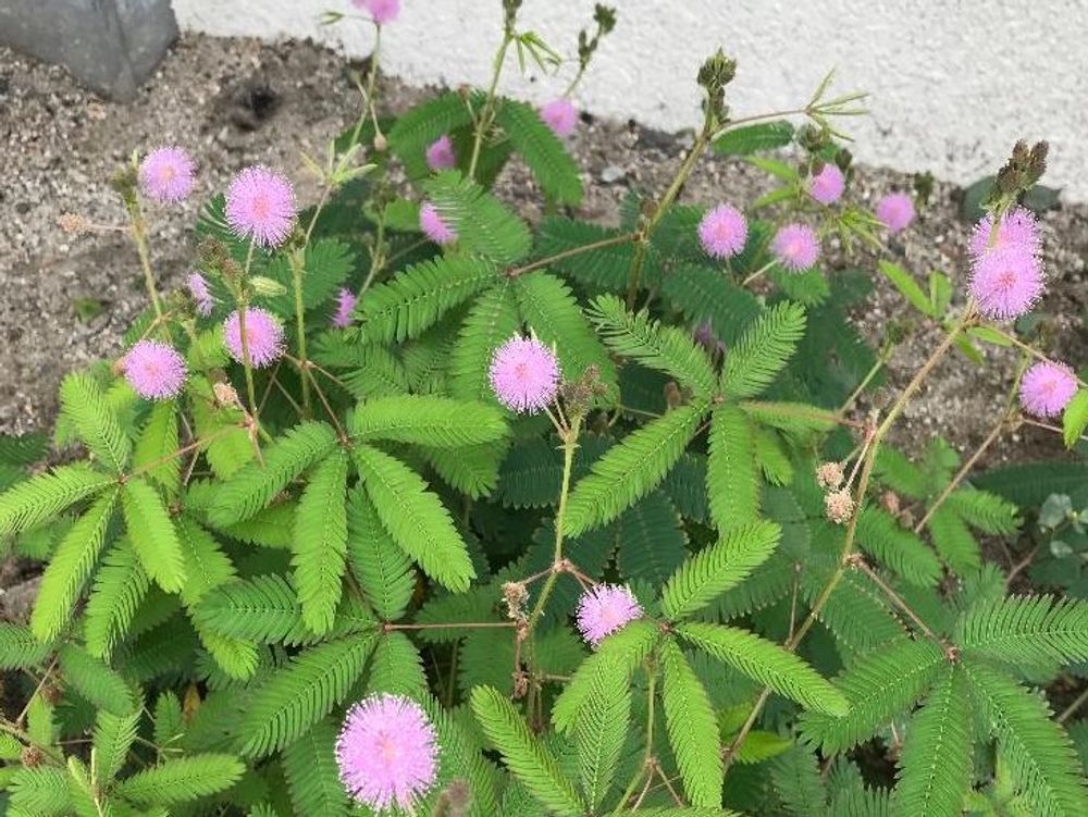 オジギソウ　ピンク色の花