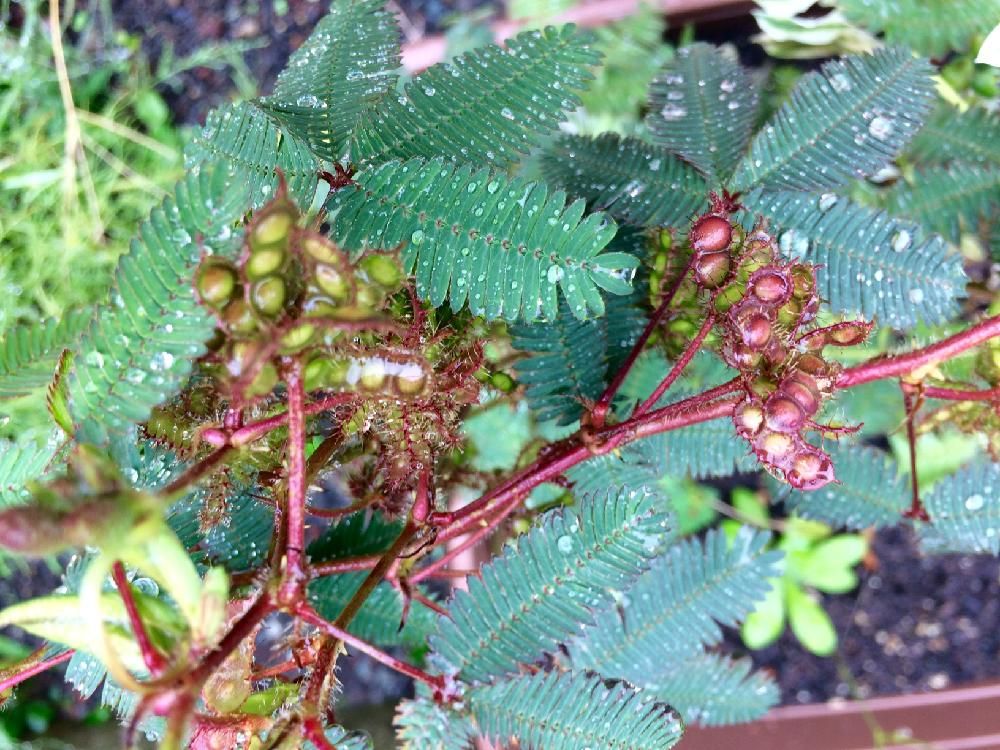 オジギソウ　葉　水滴