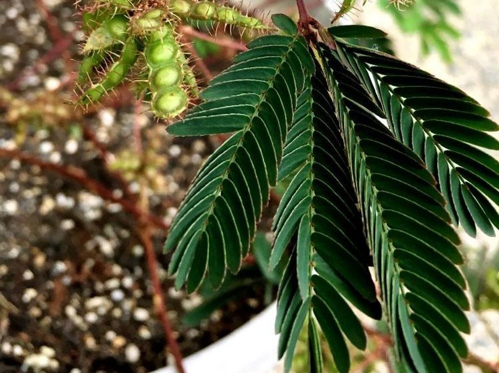 オジギソウ　葉　鉢植え