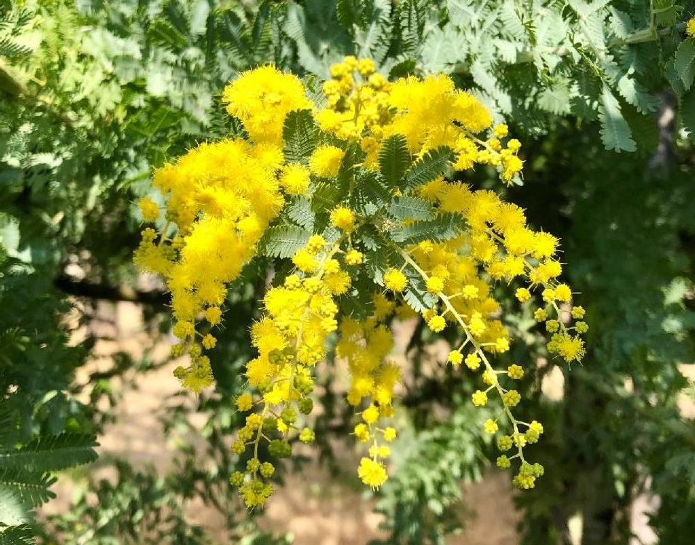 ミモザ(ギンヨウアカシア)　黄色い花