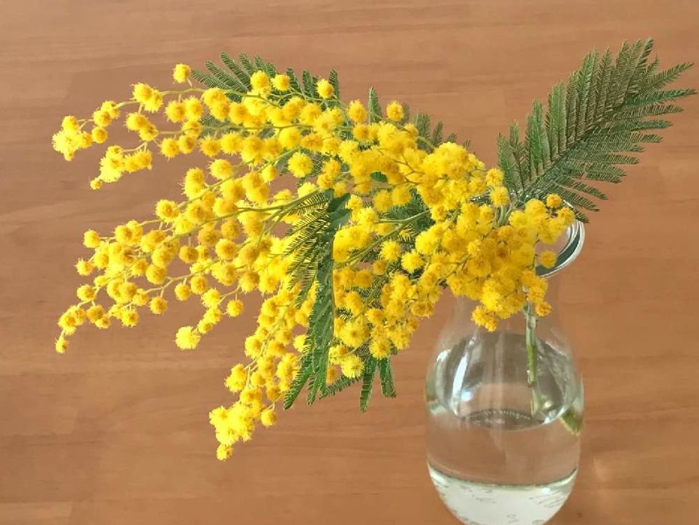 ミモザ(ギンヨウアカシア)　ガラス瓶　黄色い花
