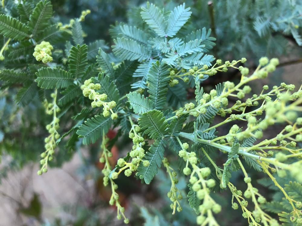 ミモザ(ギンヨウアカシア)　葉