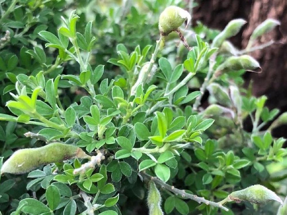 ヒメエニシダ　葉