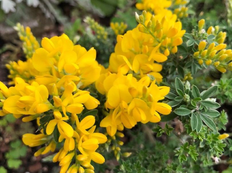 ヒメエニシダ　黄色い花