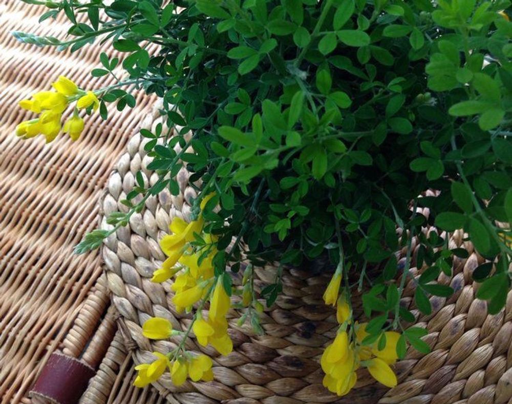 ヒメエニシダ　黄色い花