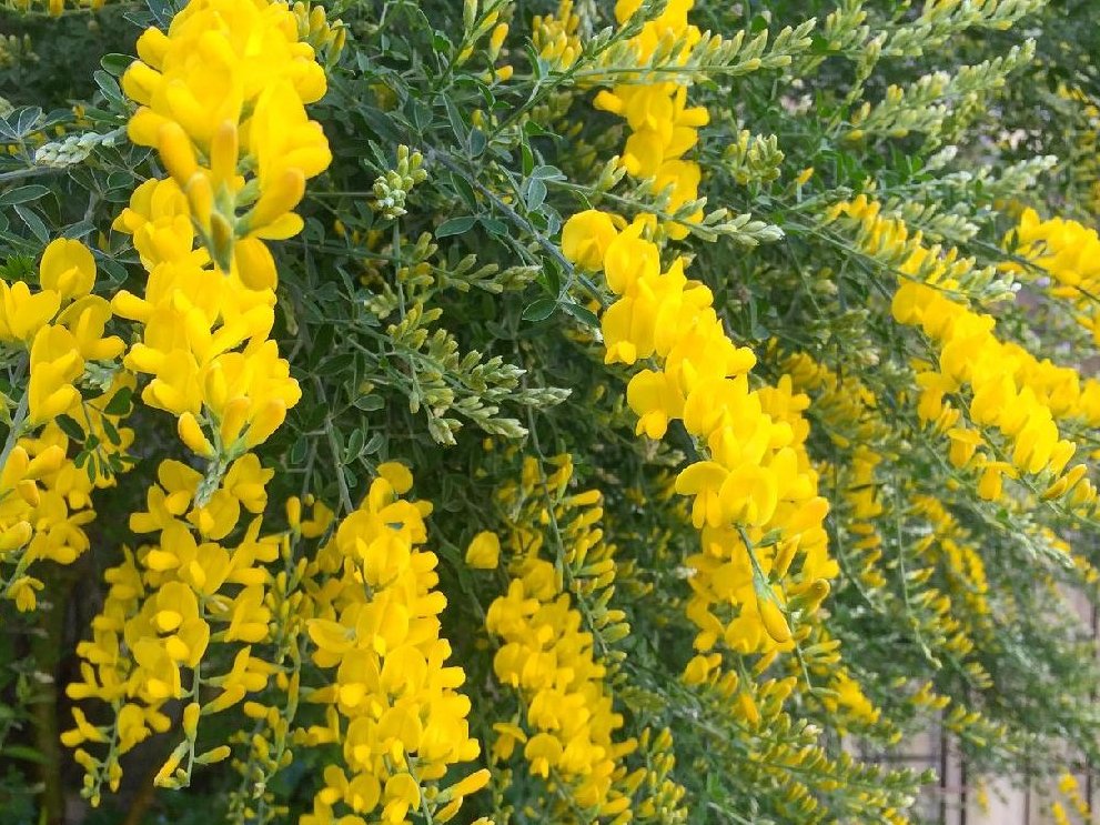 ヒメエニシダ　黄色い花