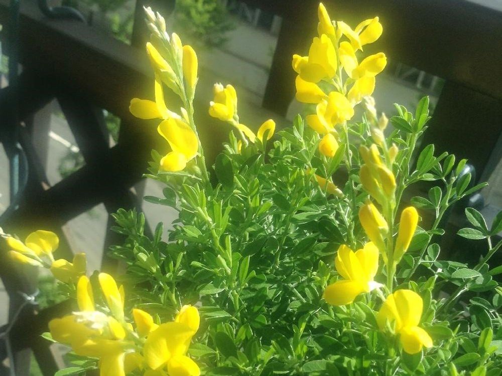 ヒメエニシダ　黄色い花