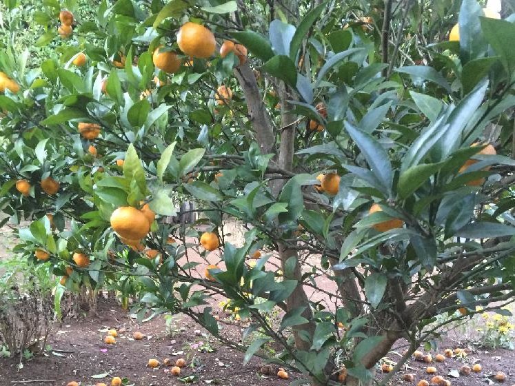 ミカン　地植え　オレンジ色の実