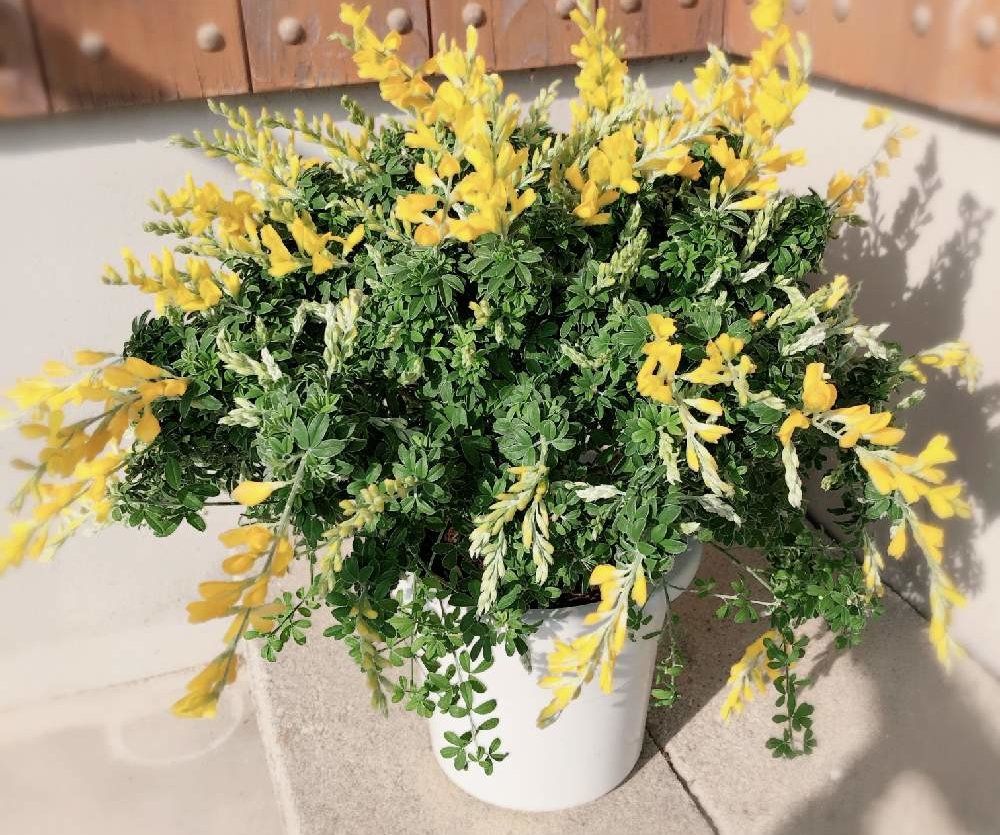 エニシダPhoto by ふうさん