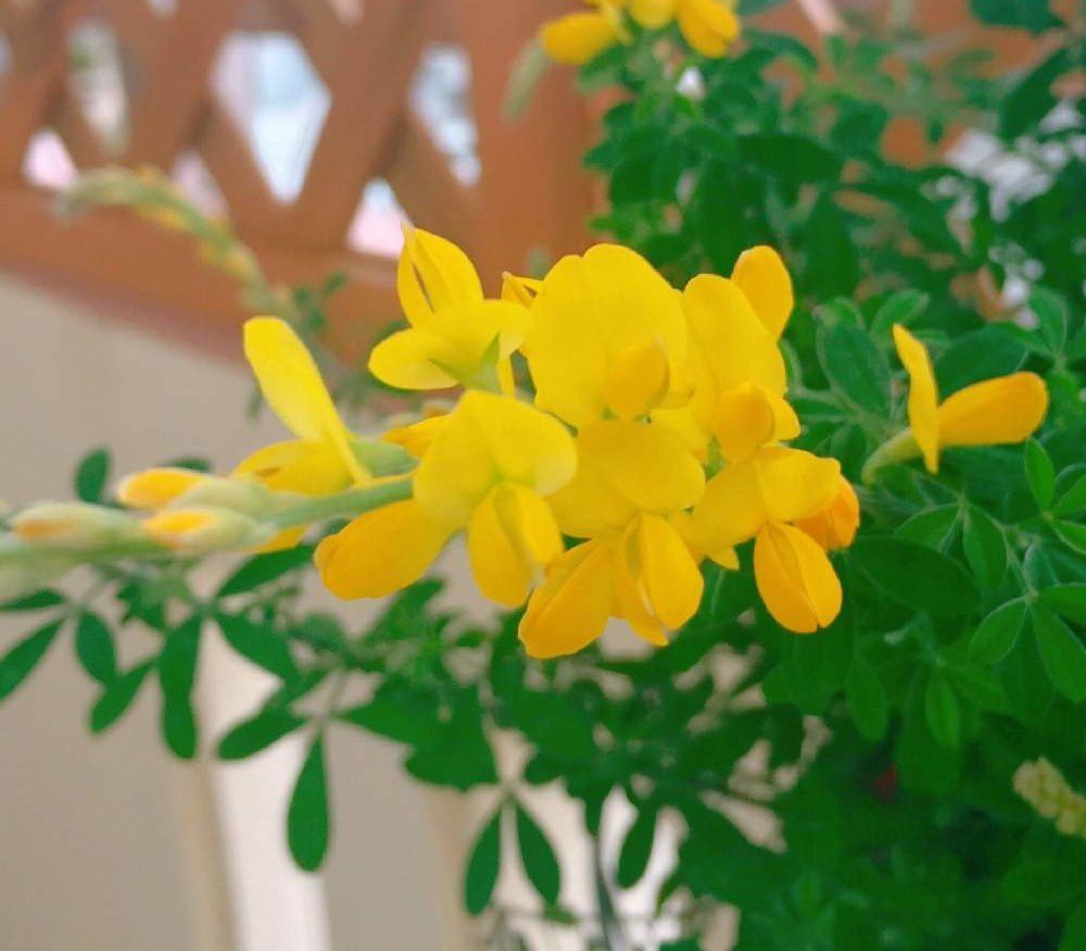 エニシダPhoto by mimiさん