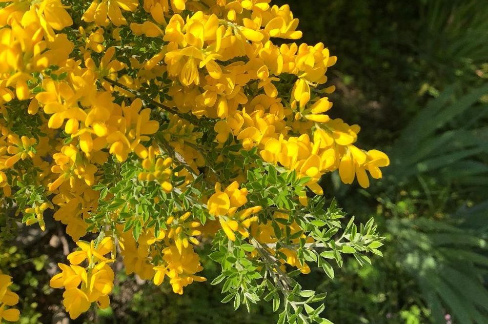 エニシダPhoto by みかさん