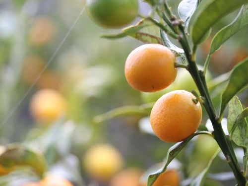 金柑 キンカン の育て方 肥料の与え方は 鉢植えでも栽培できる Greensnap グリーンスナップ 金柑 キンカン の育て方 肥料の与え方は 鉢植えでも栽培できる Greensnap グリーンスナップ