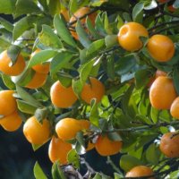 金柑(キンカン)の育て方｜肥料の与え方は？鉢植えでも栽培できる？の画像